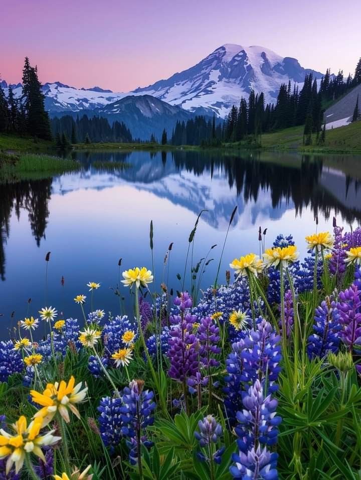 Wildflower Meadow Beside Alpine Lake with Snow-Capped Mountain View
